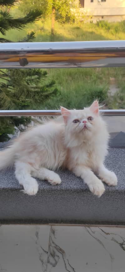 high quality male kitten