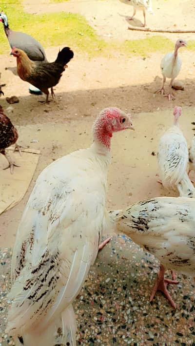 Desi Turkey chiks 3 month