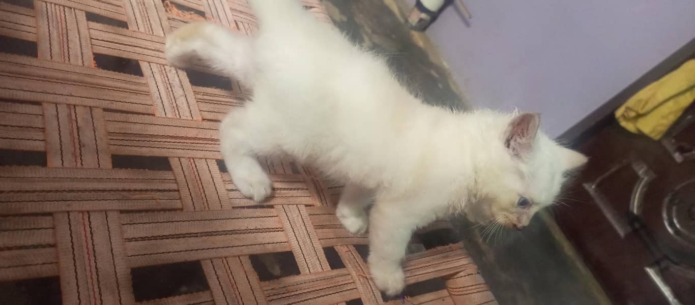 Siamese Kitten 1