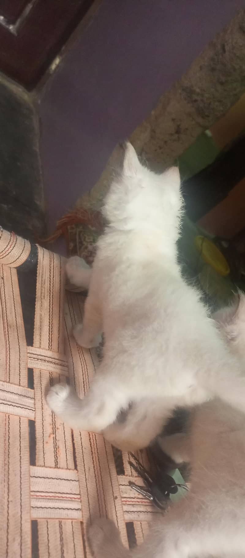 Siamese Kitten 2