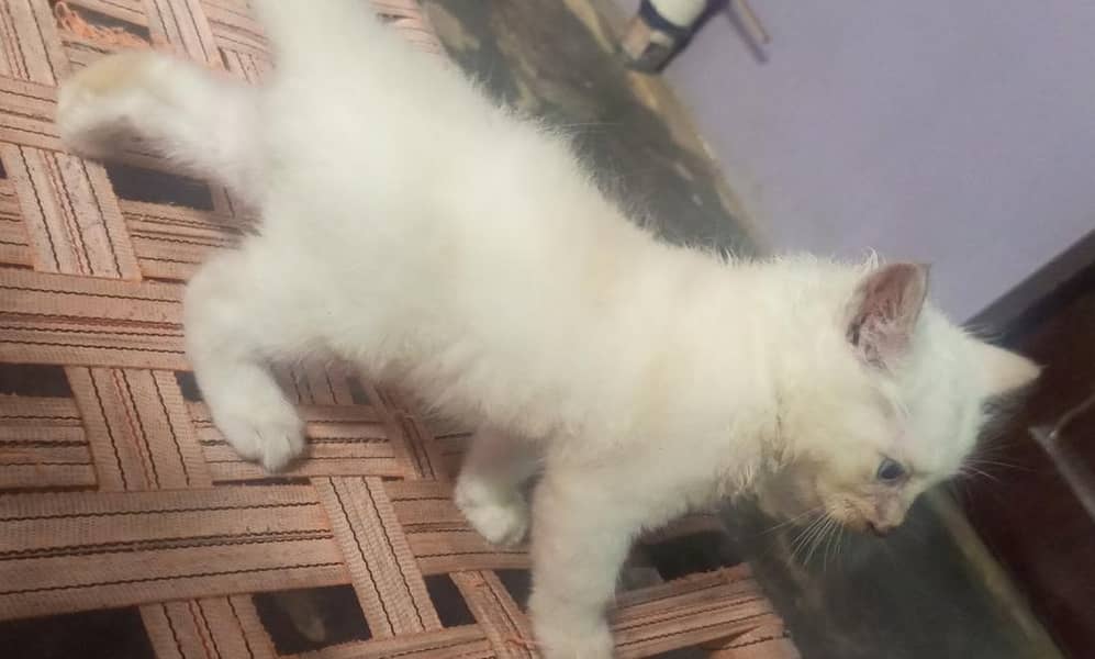 Siamese Kitten 3