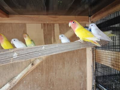 love birds for sale