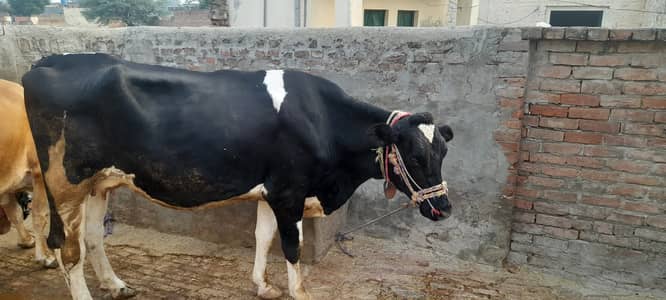 Cow  ghaban 8 month