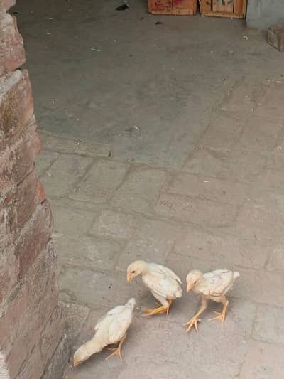 shamo chicks available