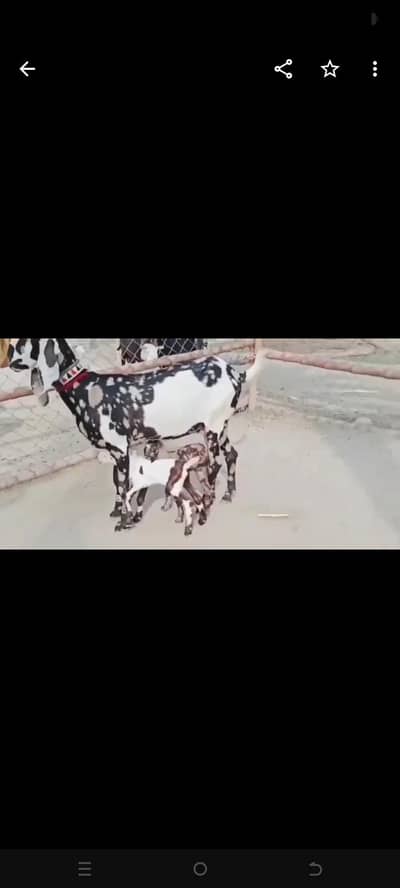 shera print bakri for sale WhatsApp number 0328,8110,750