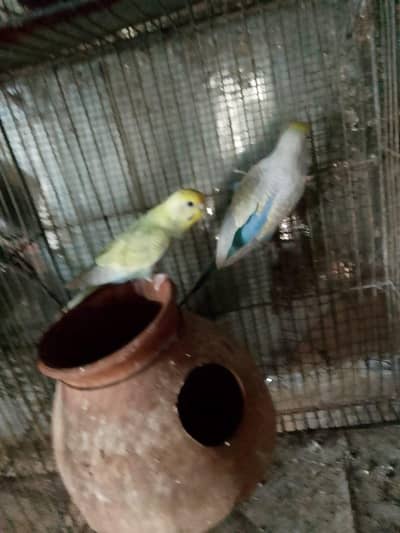 rainbow colony piers for sale