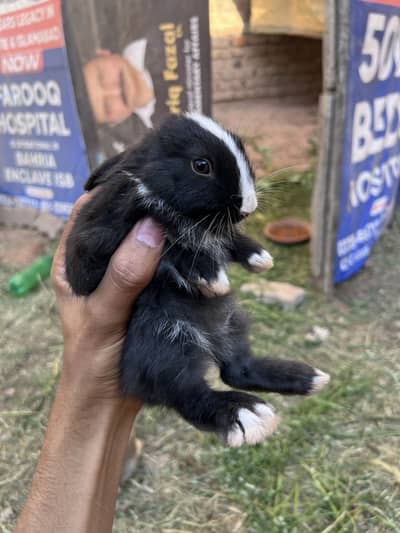 Rabbits for sale