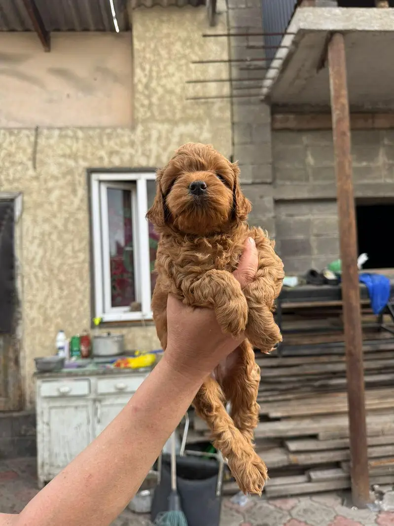 poodle — photo 2