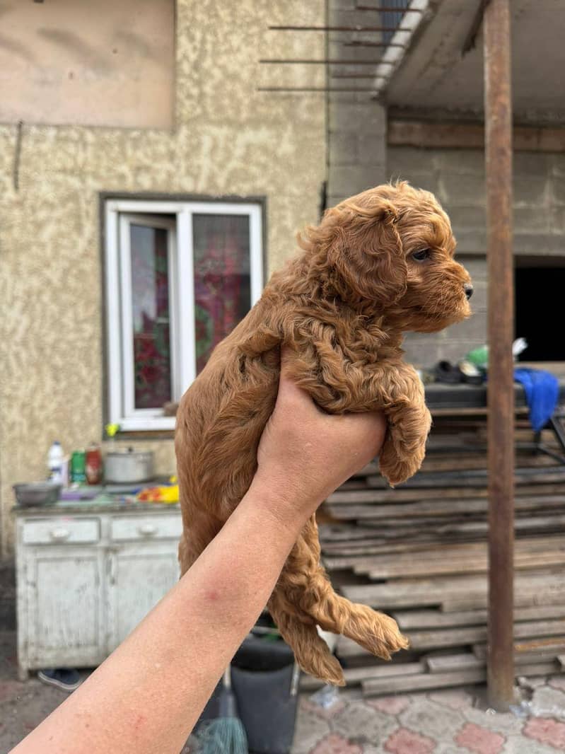 poodle 2