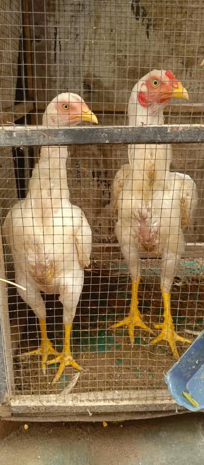 Aseel pair for sale
