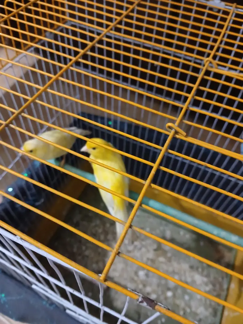 female canari for sale