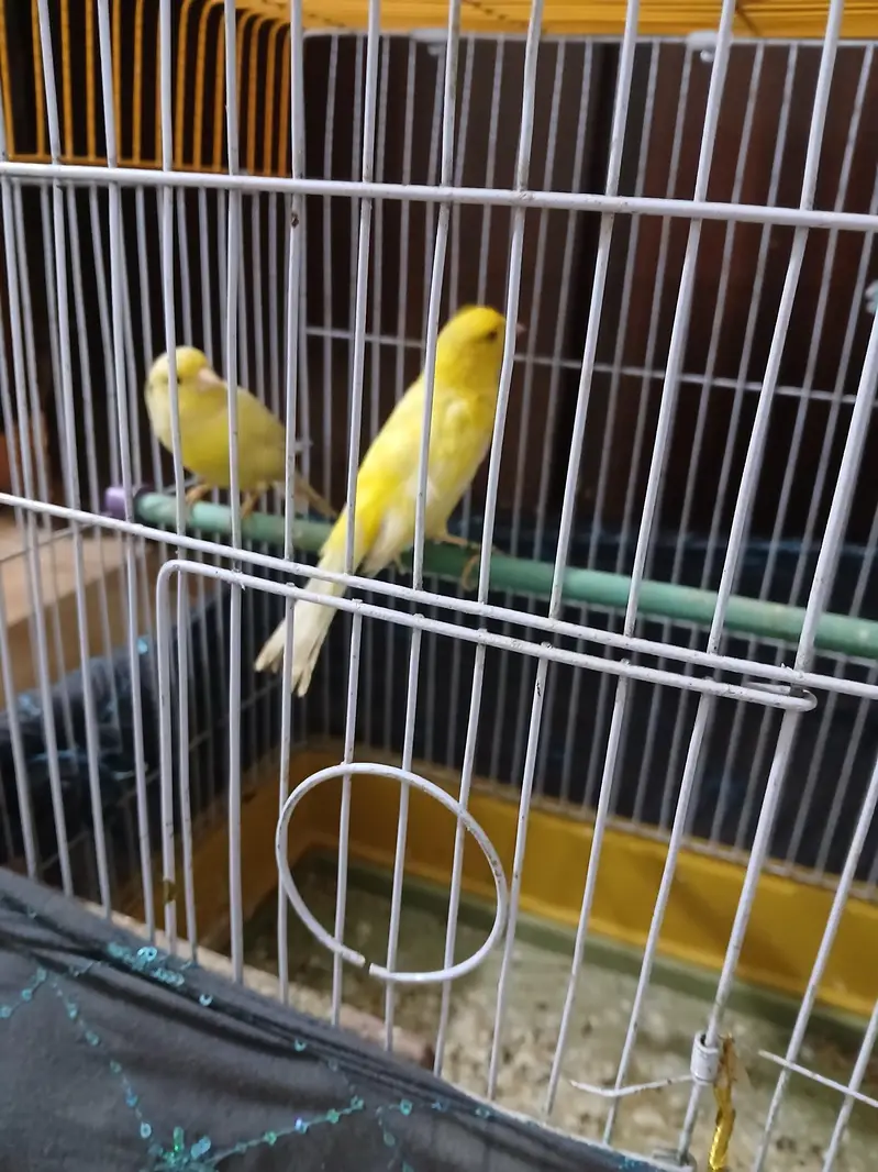 female canari for sale — photo 2