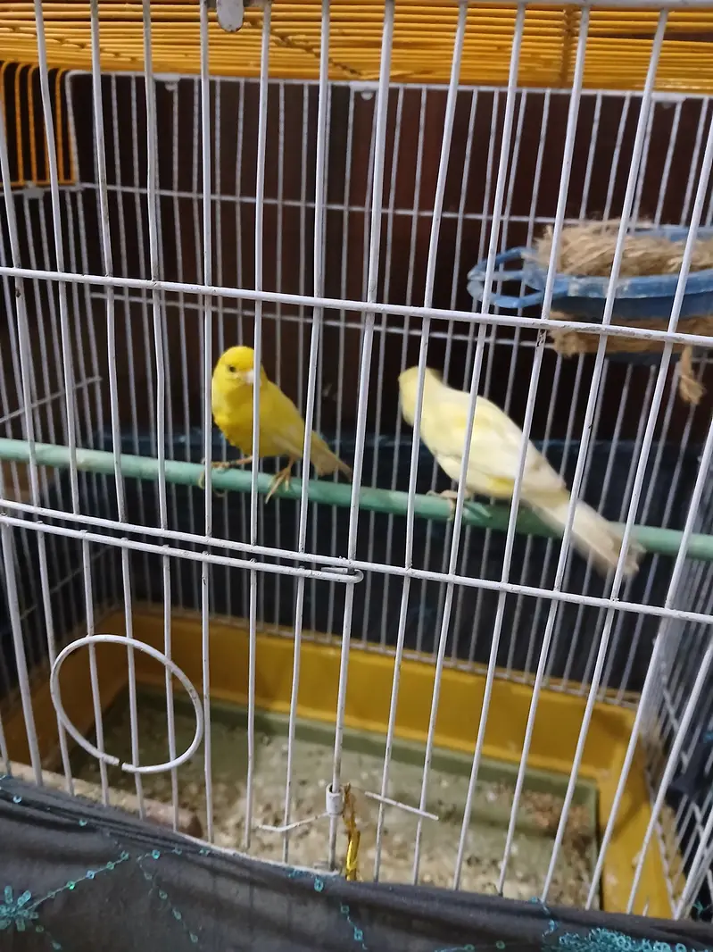 female canari for sale — photo 3