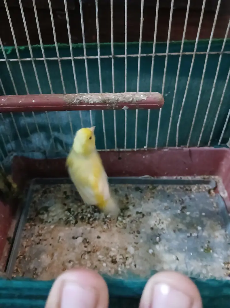 female canari for sale — photo 4