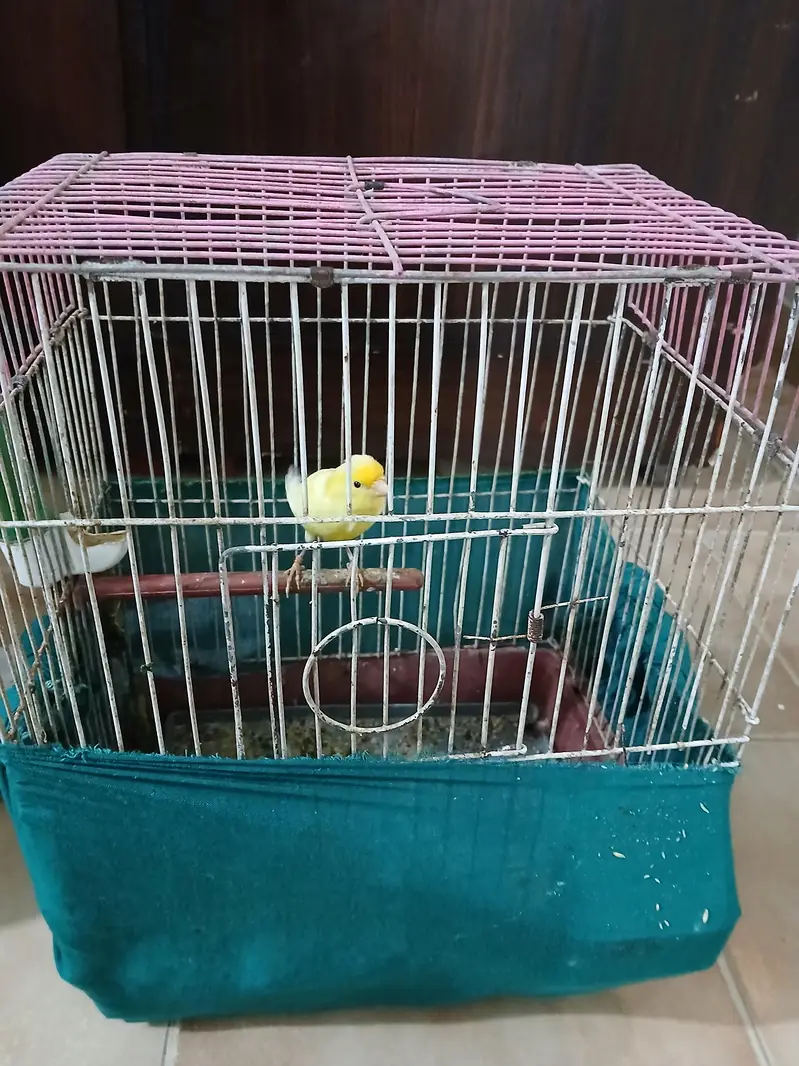 female canari for sale — photo 5