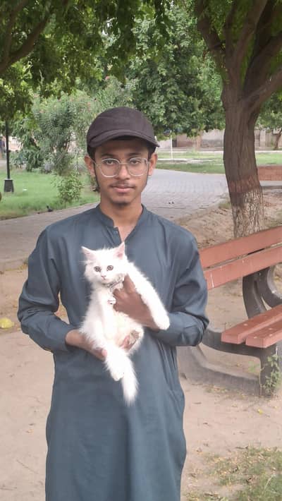 Persian cat triple coated