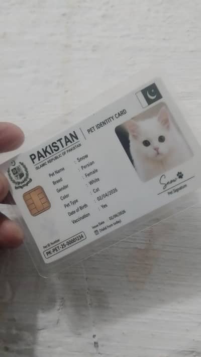 Persian cat triple coated