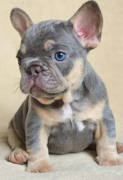 French bulldog