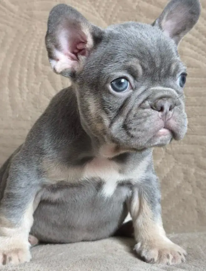 French bulldog — photo 3