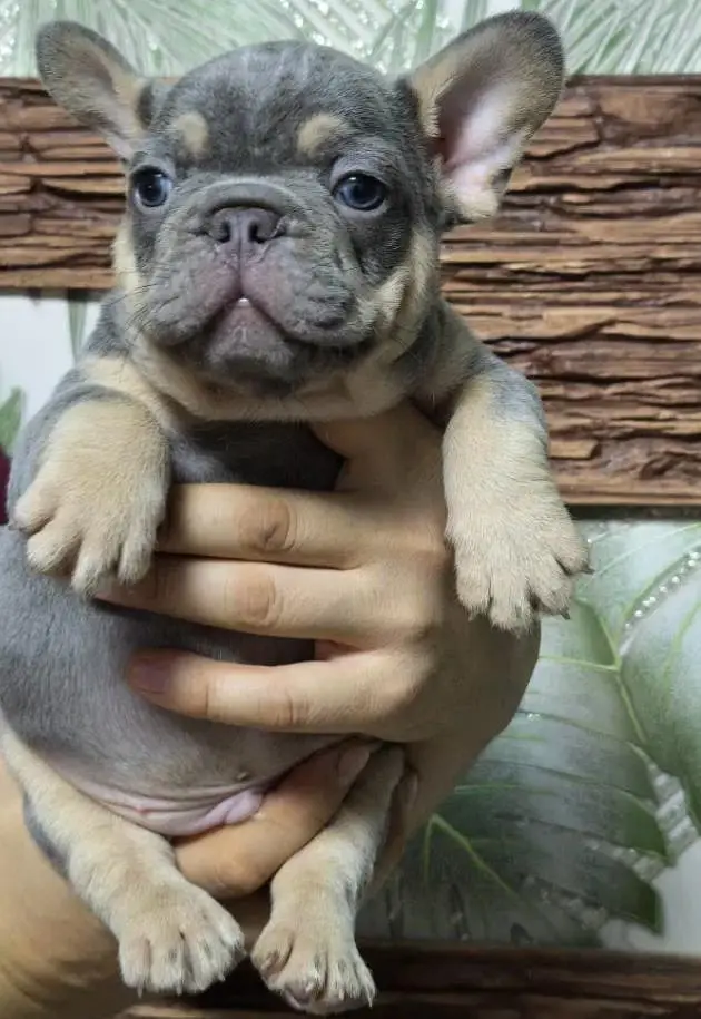 French bulldog — photo 6