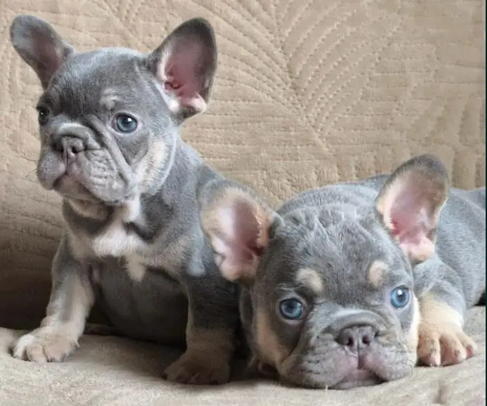 French bulldog — photo 7