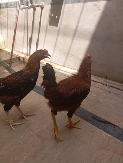DESI Murga Healty and Active for Sale 03224053444