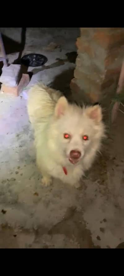 Dog 