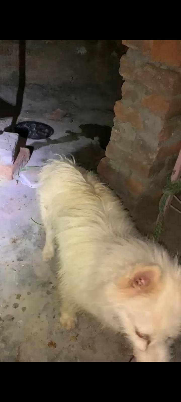 Dog  1
