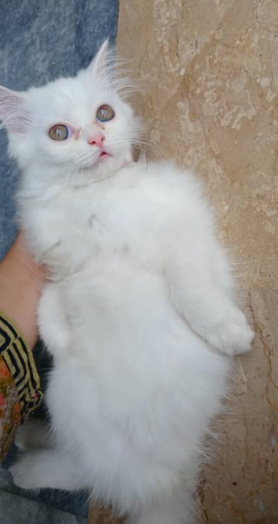 "Pure Persian Cat – 2 Months Old, Healthy & Playful"