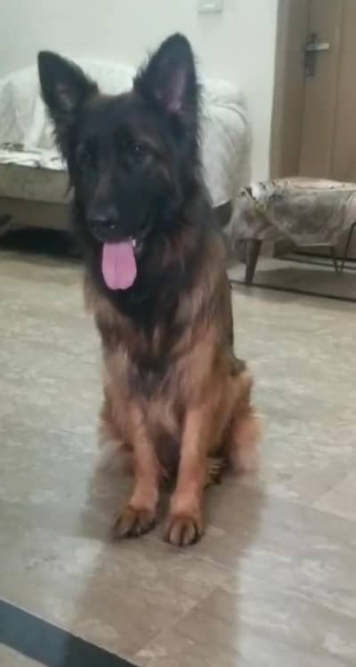 PURE LONG COAT GERMAN SHPHERD PUPY