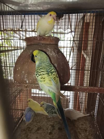 Budgies breeding pairs for sale