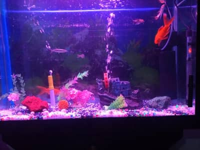Aquarium in Islamabad