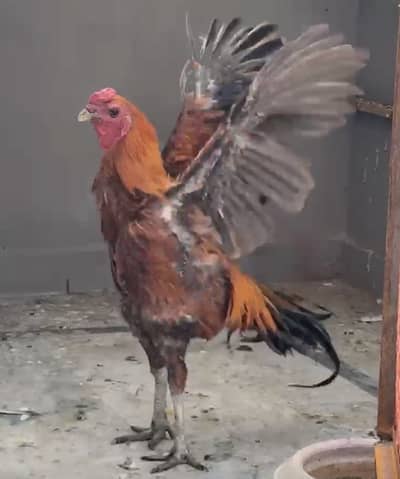 Darogen male black skin