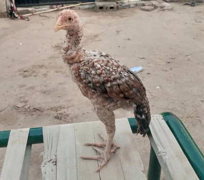 Aseel Chicks pair