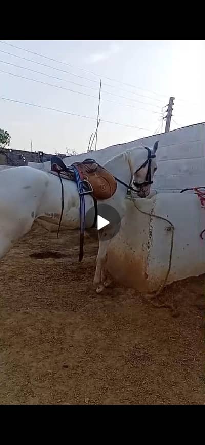Nukria Female Horse