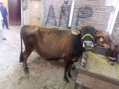 jersey cow