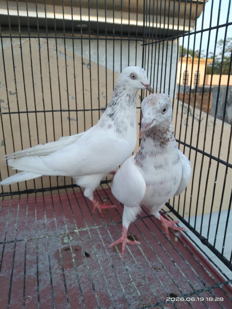 Lakha Pair 0