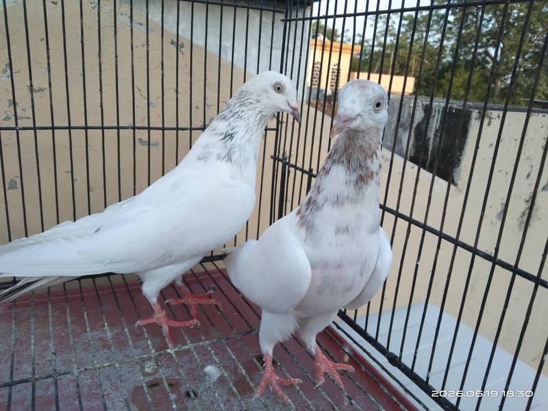 Lakha Pair 1