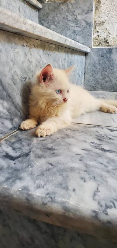 persian kitten for sale