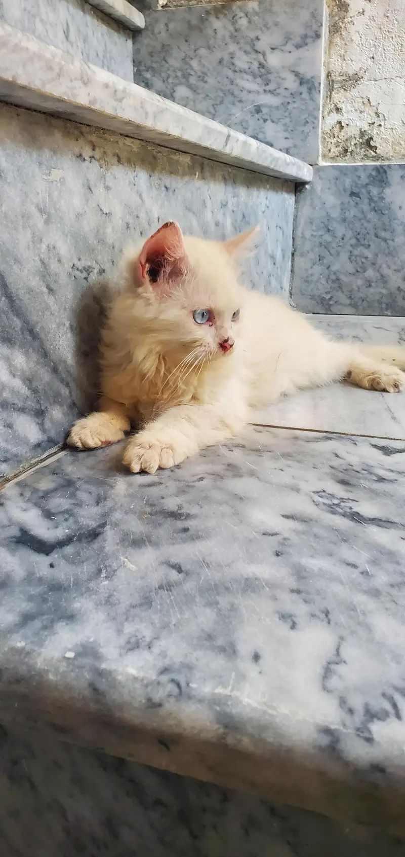 persian kitten for sale