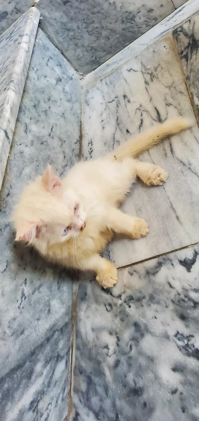 persian kitten for sale — photo 2
