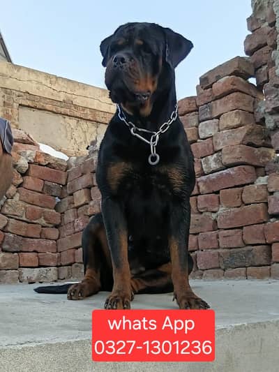 Rottweiller Female ( Dr Timit tor blood line ( Serbian)
