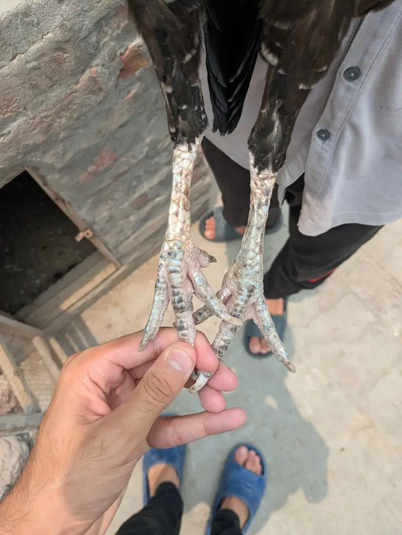 aseel murgi healthy and active — photo 2