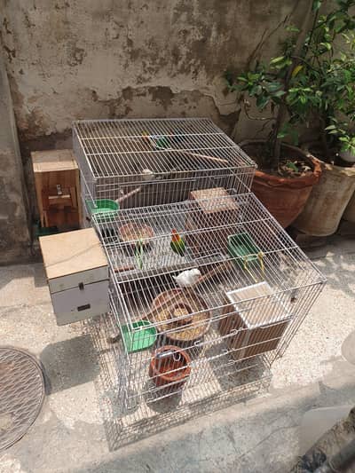 4 pair and 2 extra Lovebirds and with  2 cages for sale