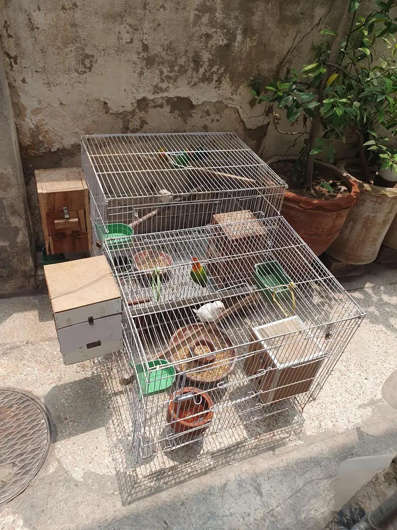 4 pair and 2 extra Lovebirds and cage for sale