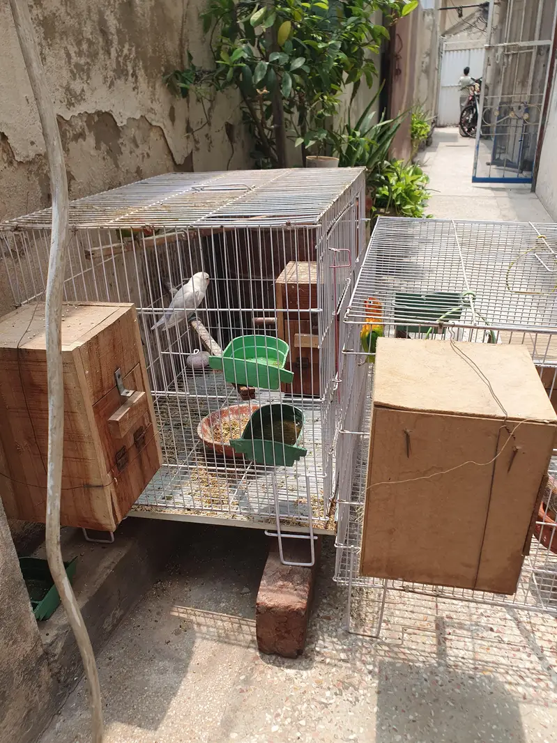 4 pair and 2 extra Lovebirds and cage for sale — photo 9