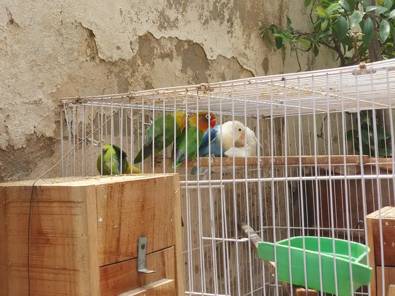 4 pair and 2 extra Lovebirds and cage for sale — photo 10