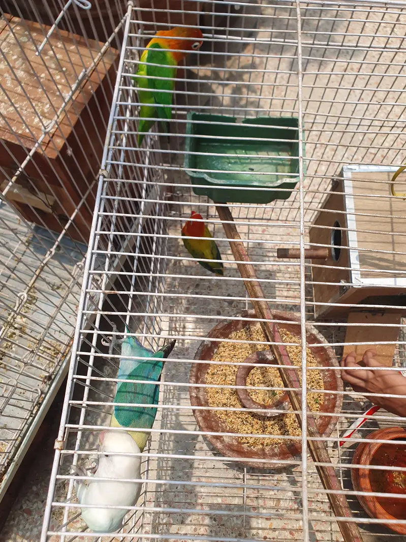 4 pair and 2 extra Lovebirds and cage for sale — photo 11