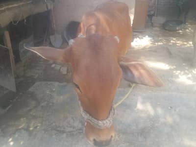 sahiwal brand cow
