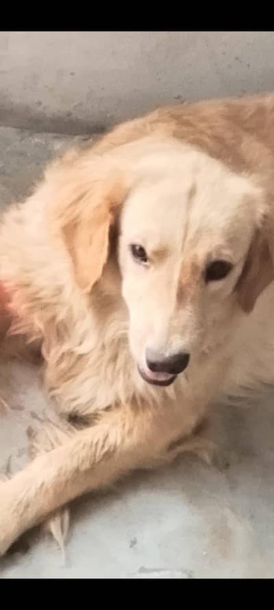 pedigree Golden Retriever female